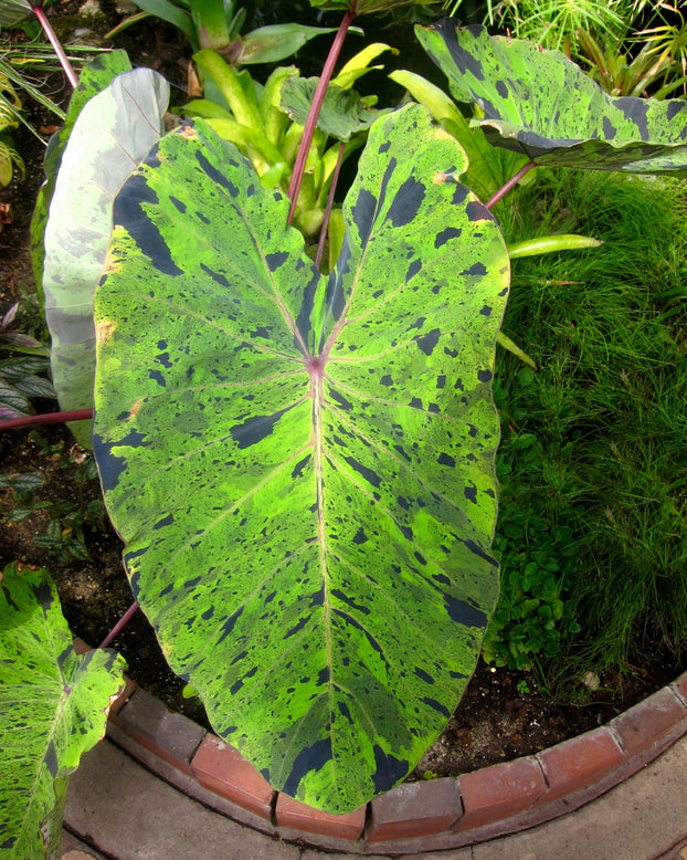 Colocasia 'Mojito'