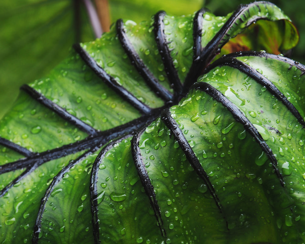 Colocasia 'Pharaoh's Mask'