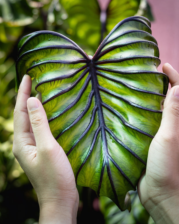 Colocasia 'Pharaoh's Mask'