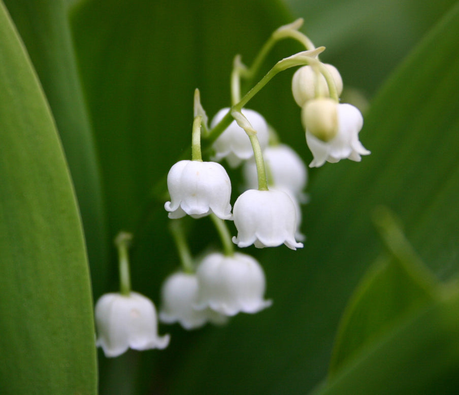Convallaria majalis