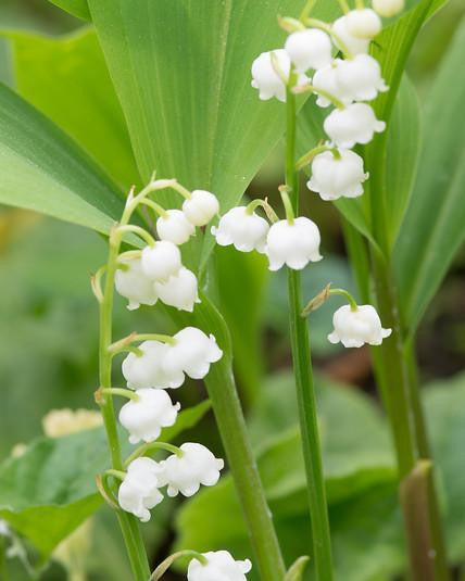 Convallaria majalis