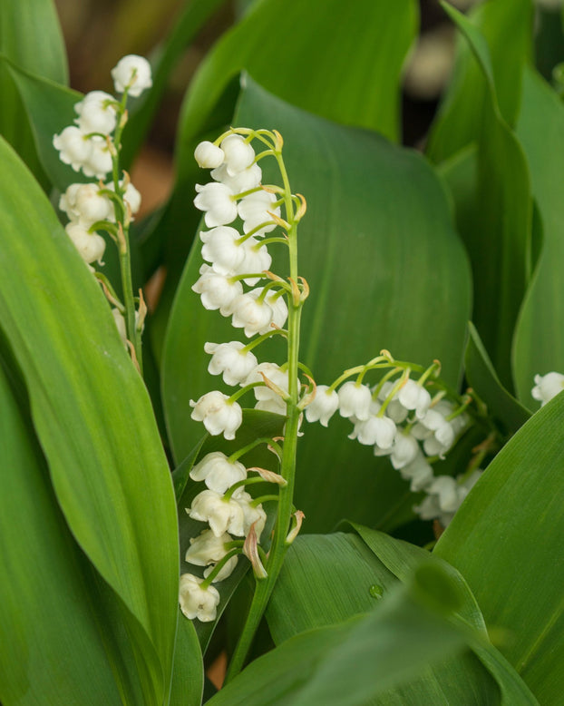 Convallaria majalis