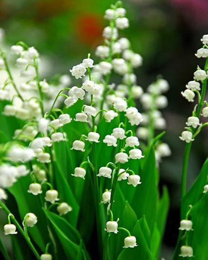 Convallaria majalis