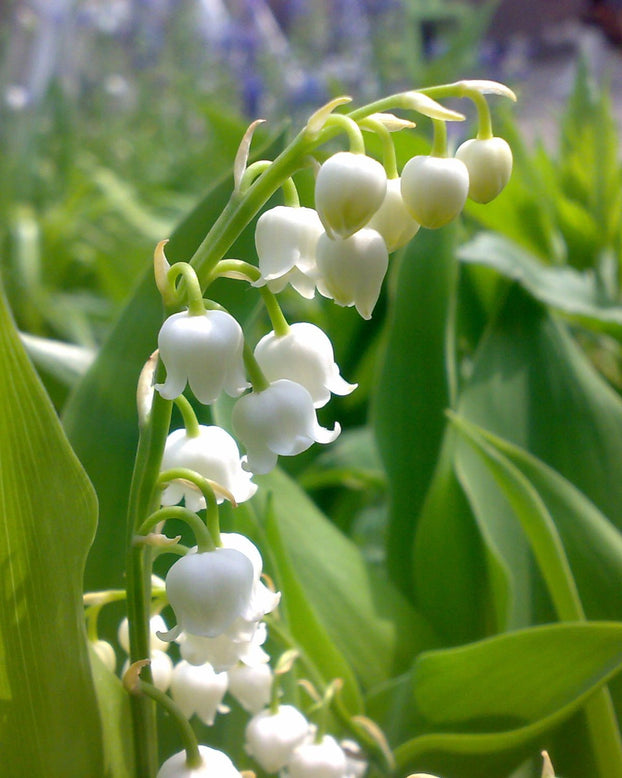 Convallaria majalis