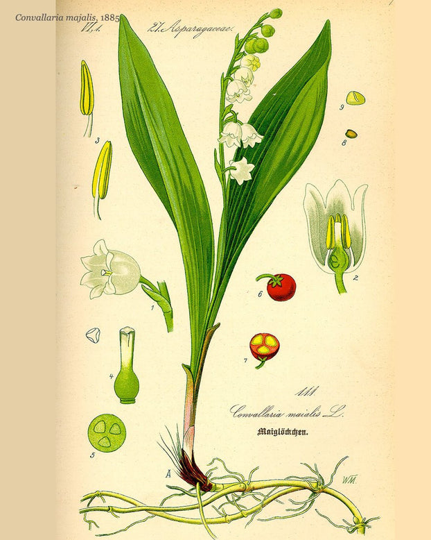 Convallaria majalis