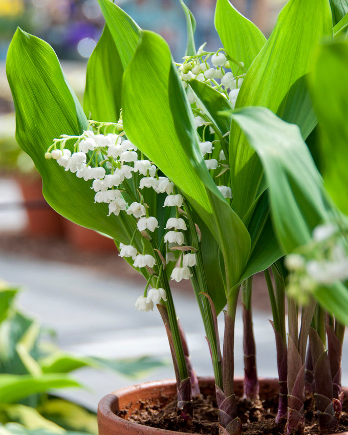 Convallaria forcing pips Buy lily of the valley bulbs for