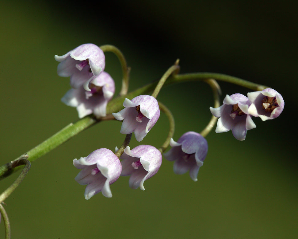Convallaria majalis var. rosea