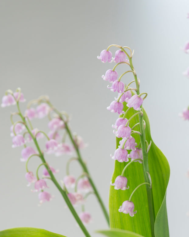 Convallaria majalis var. rosea