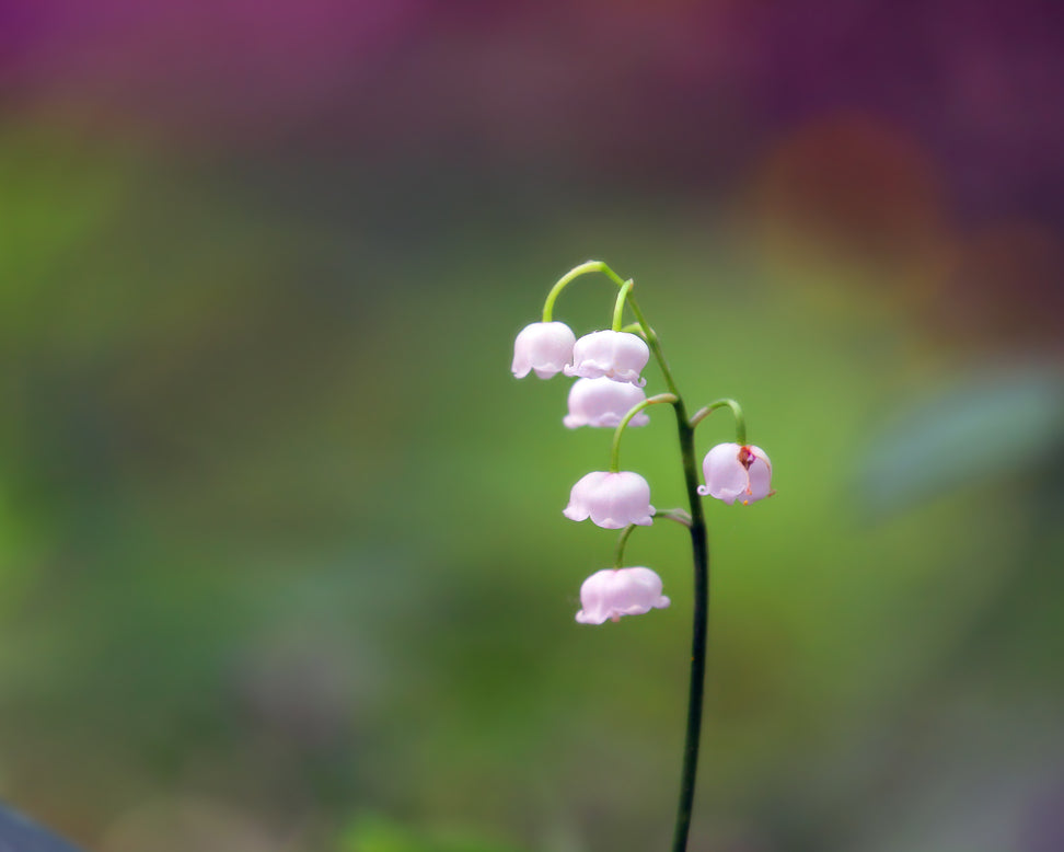 Convallaria majalis var. rosea