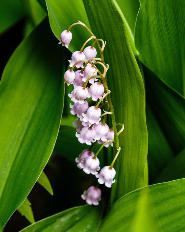Convallaria majalis var. rosea