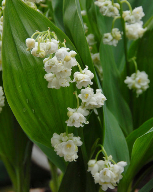Convallaria 'Prolificans'