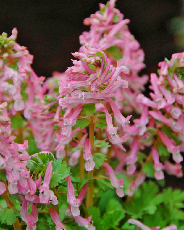 Corydalis 'Beth Evans'
