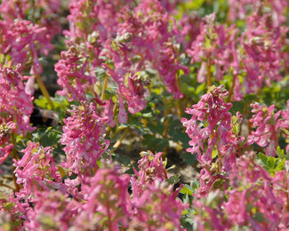Corydalis 'Beth Evans' Corydalis 'Beth Evans'
