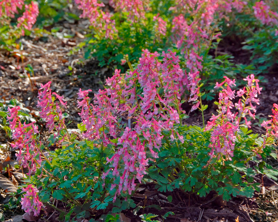 Corydalis 'Beth Evans'