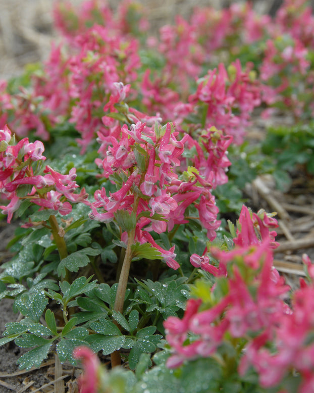 Corydalis 'Beth Evans'
