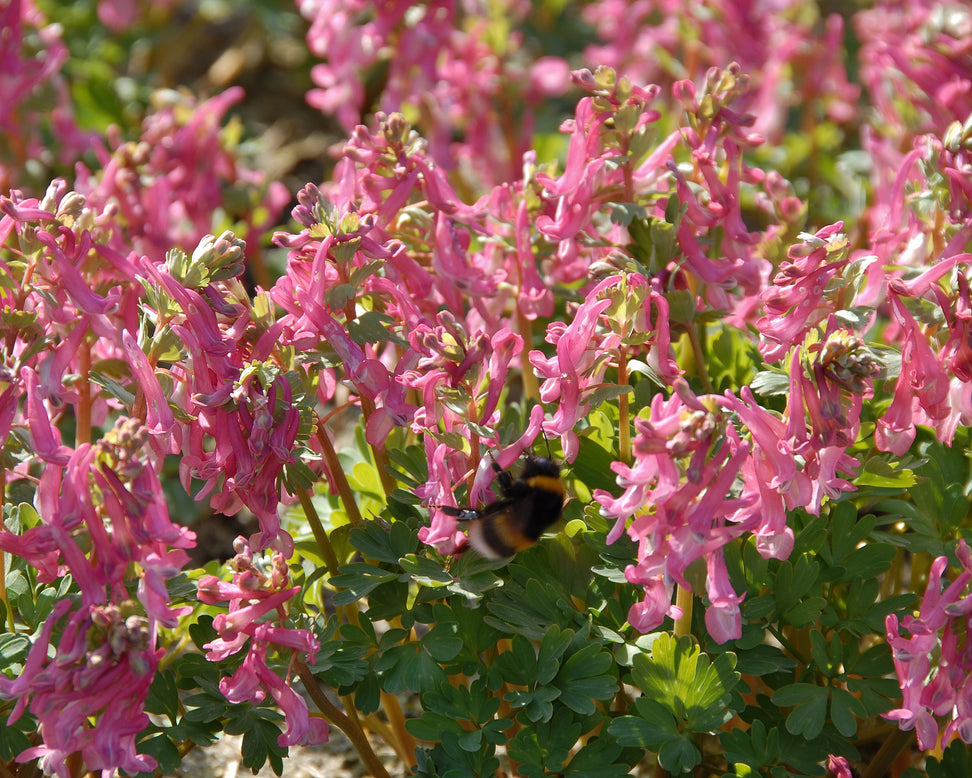 Corydalis 'Beth Evans'