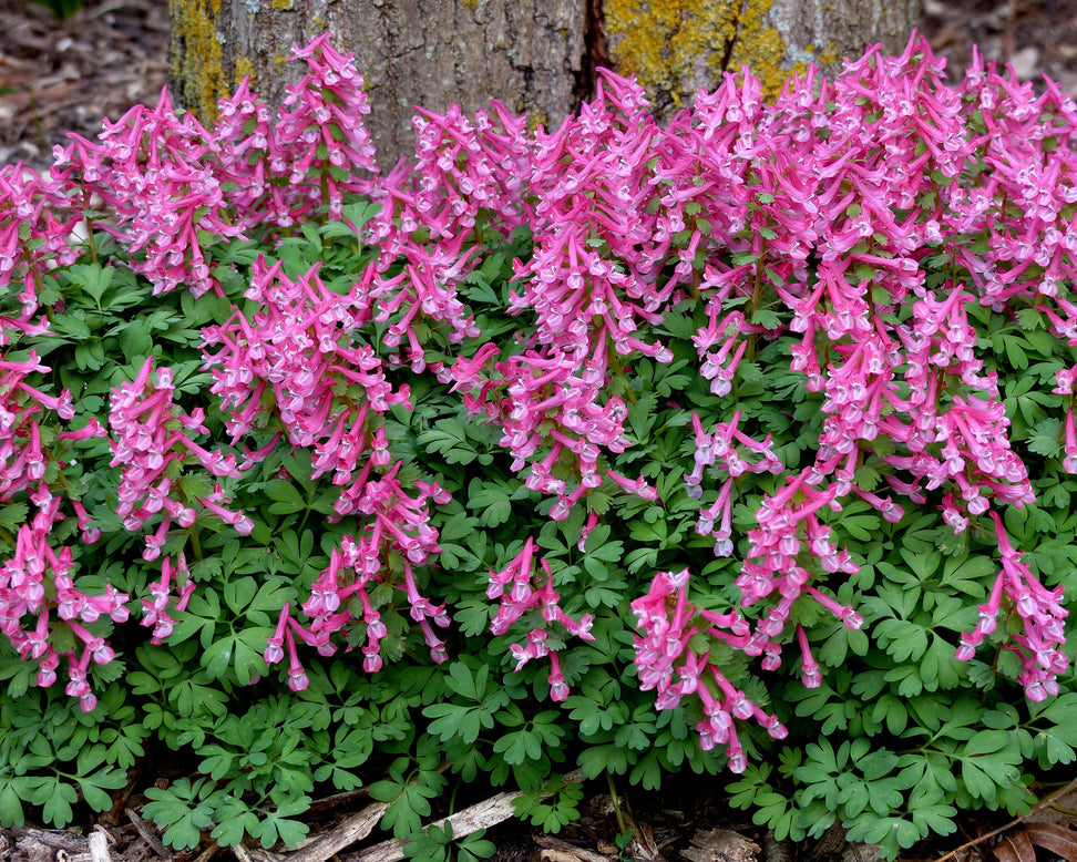Corydalis 'Beth Evans'