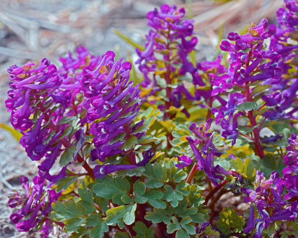Corydalis 'Purple Bird'