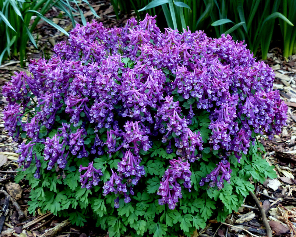 Corydalis 'Purple Bird'