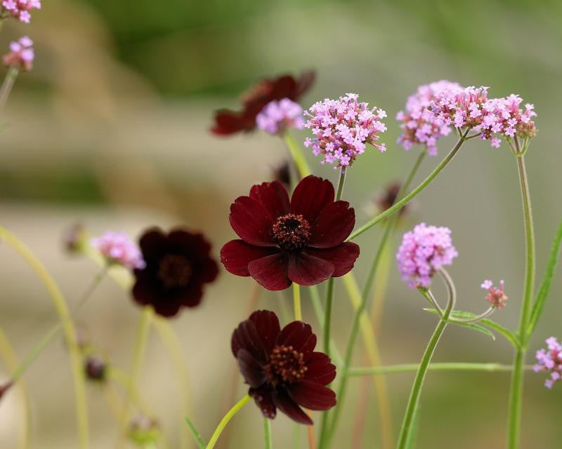 Cosmos atrosanguineus 'Chocamocha'