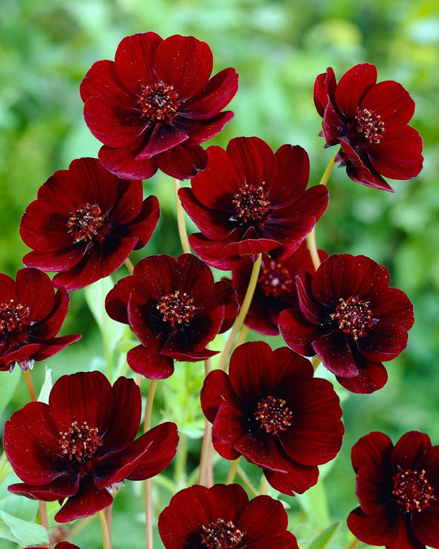 Cosmos atrosanguineus 'Chocamocha'
