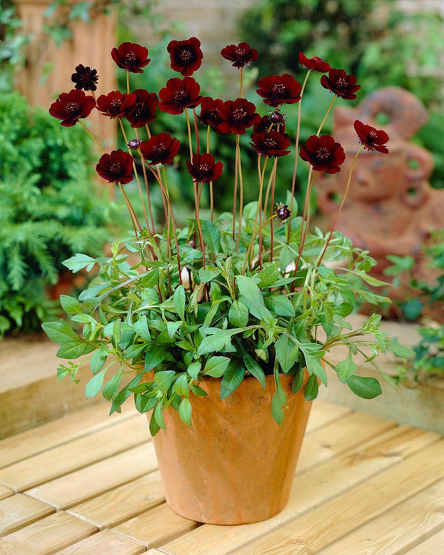 Cosmos atrosanguineus 'Chocamocha'