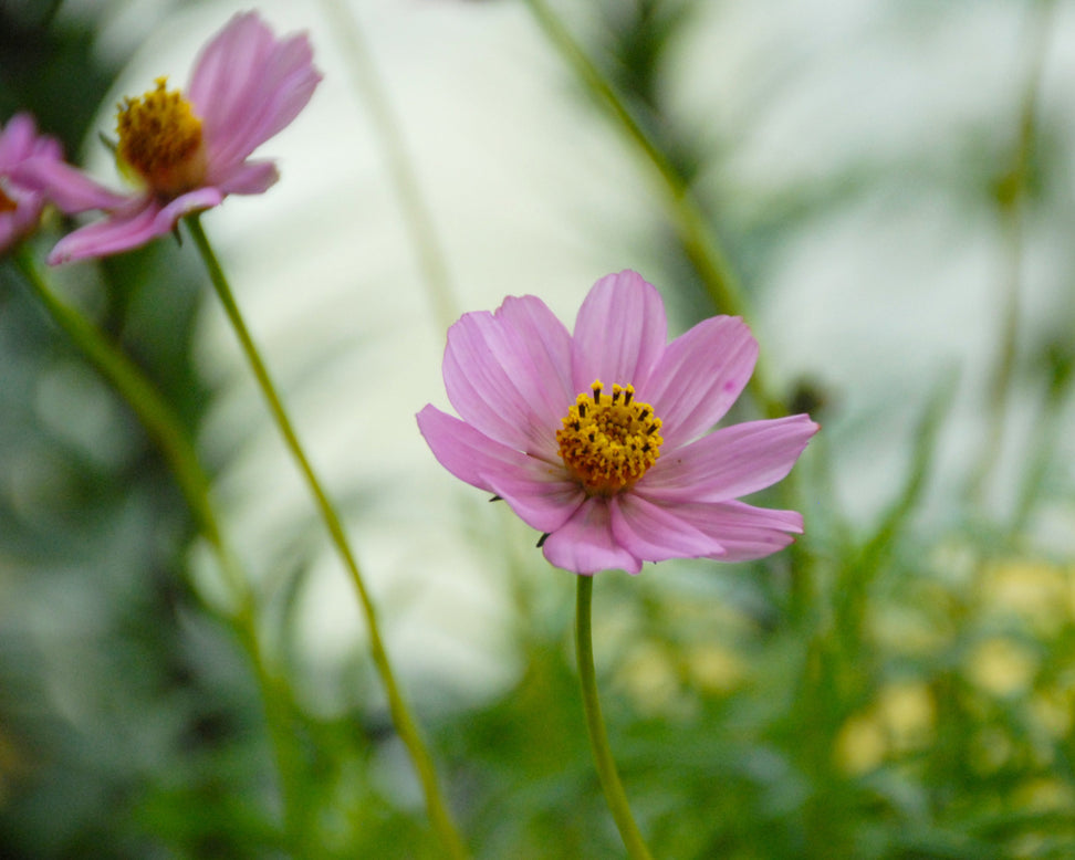 Cosmos atrosanguineus 'Flamingo'