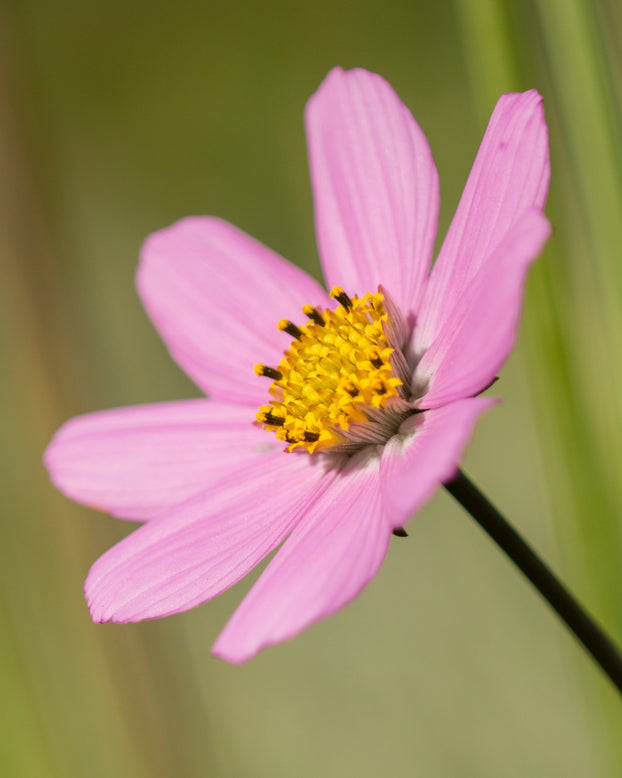 Cosmos atrosanguineus 'Flamingo'