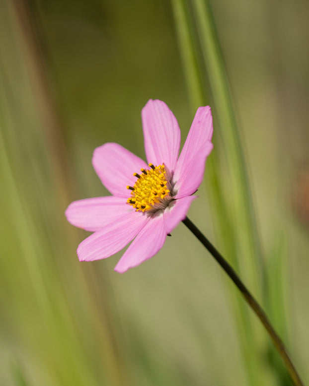 Cosmos atrosanguineus 'Flamingo'