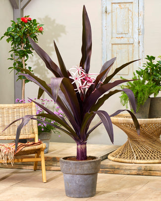 Crinum asiaticum 'Purpureum' Crinum asiaticum 'Purpureum'