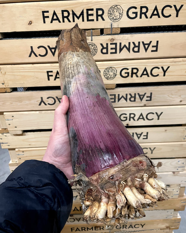 Crinum asiaticum 'Purpureum'