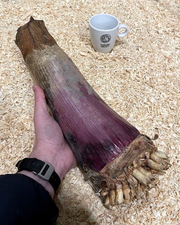 Crinum asiaticum 'Purpureum'