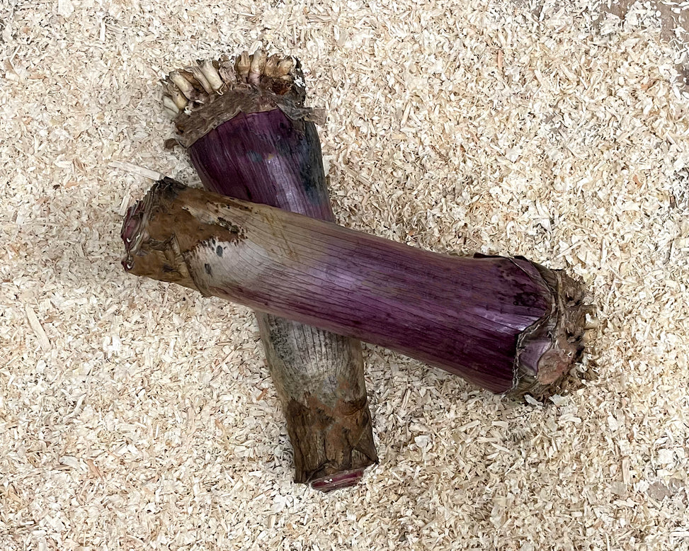 Crinum asiaticum 'Purpureum'