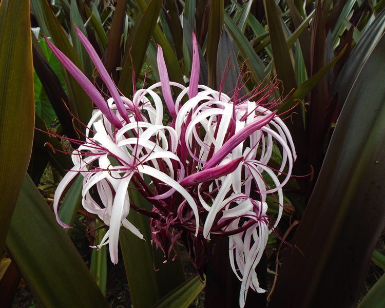 Crinum asiaticum 'Purpureum'