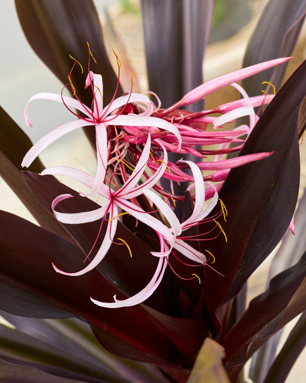 Crinum asiaticum 'Purpureum'