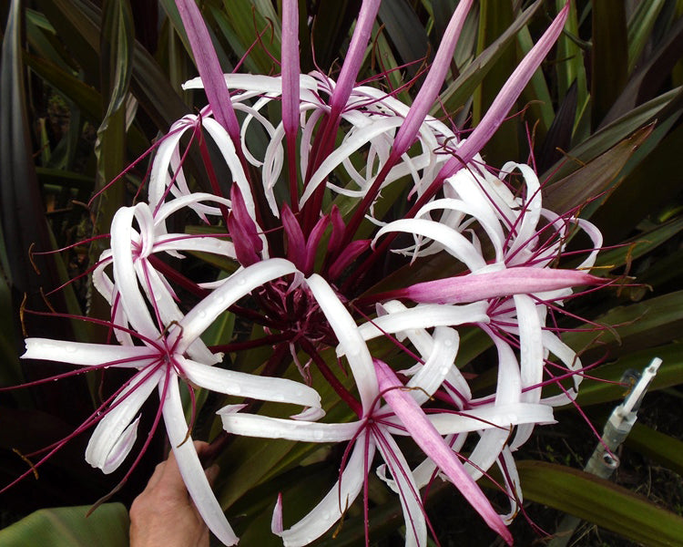 Crinum asiaticum 'Purpureum'