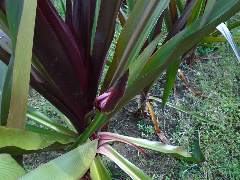 Crinum asiaticum 'Purpureum'