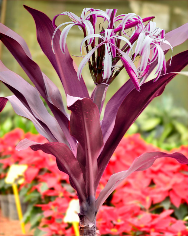 Crinum asiaticum 'Purpureum'