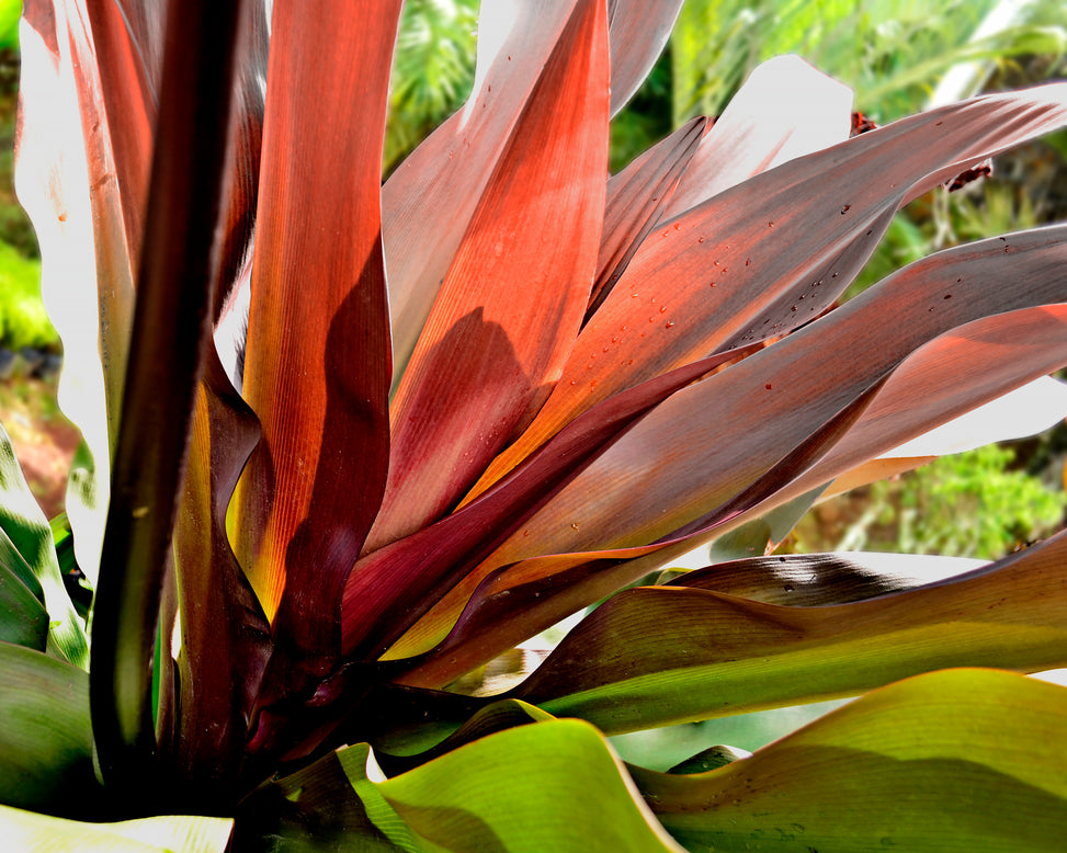 Crinum asiaticum 'Purpureum'