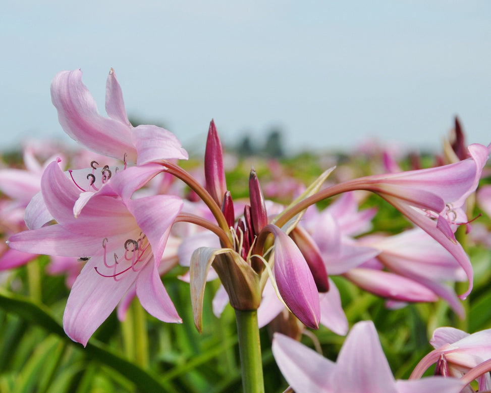 Crinum × powellii