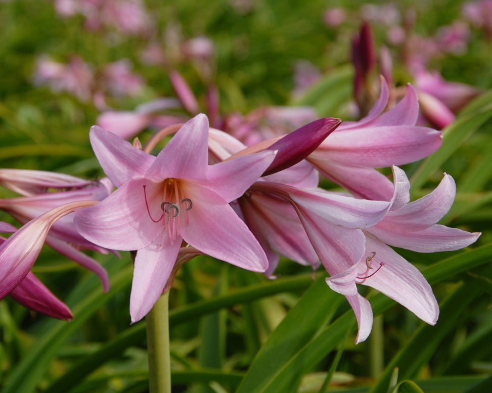 Crinum × powellii