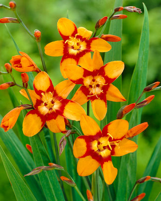 Crocosmia 'Emily McKenzie' Crocosmia 'Emily McKenzie'