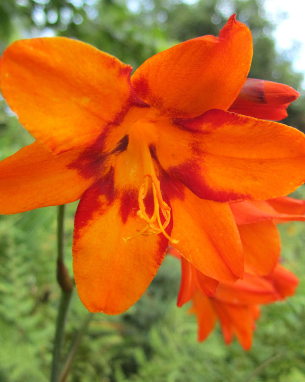 Crocosmia 'Emily McKenzie'