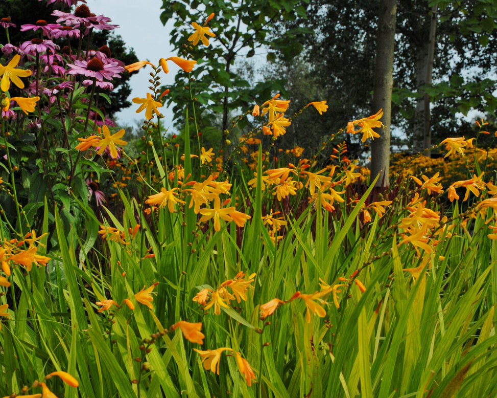 Crocosmia 'George Davison'