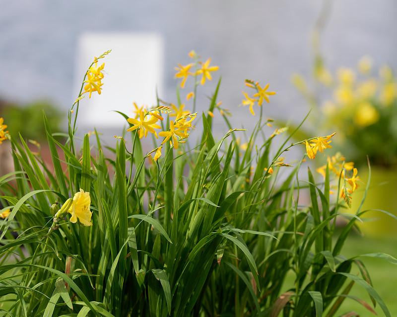 Crocosmia 'George Davison'