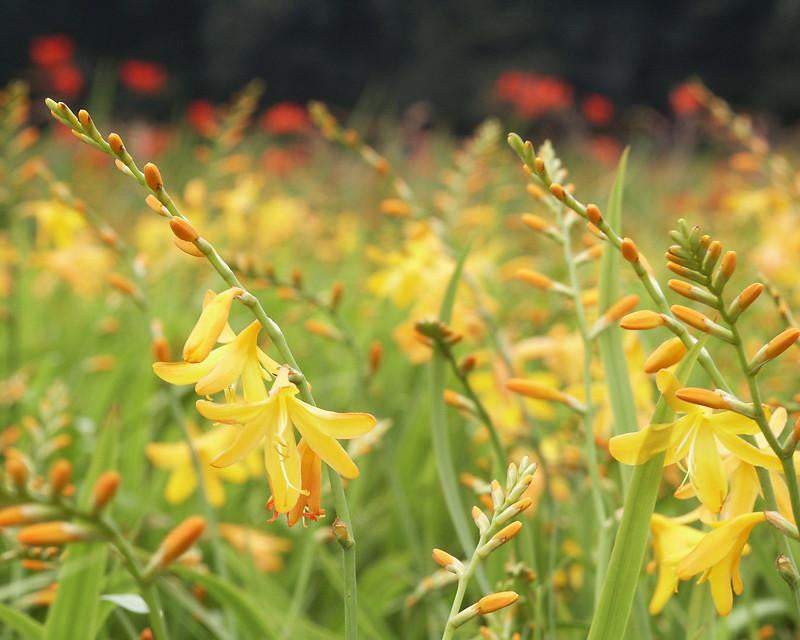 Crocosmia 'George Davison'