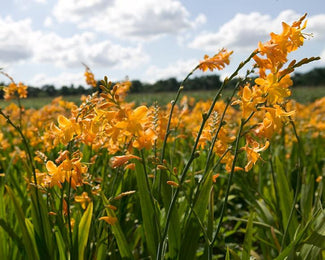 Crocosmia 'George Davison' Crocosmia 'George Davison'