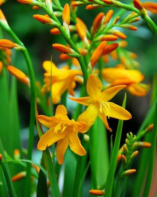 Crocosmia 'George Davison' Crocosmia 'George Davison'