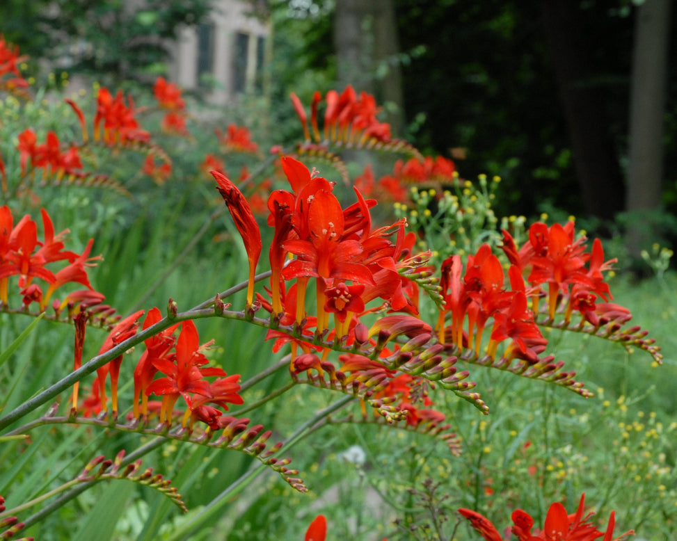 Crocosmia 'Lucifer'