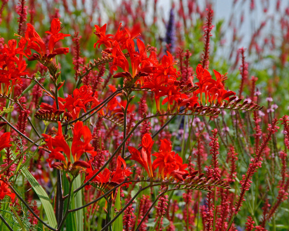 Crocosmia 'Lucifer'